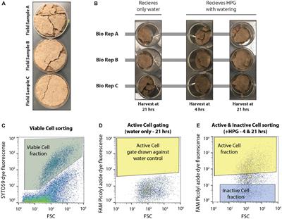 BONCAT-FACS-Seq reveals the active fraction of a biocrust community undergoing a wet-up event